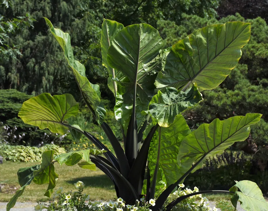 Alocasia 'Dark Star'