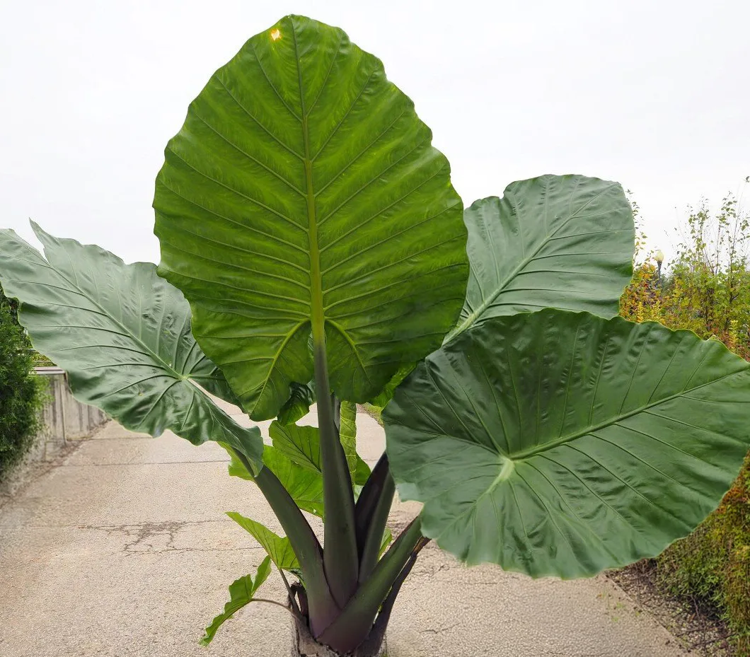 Alocasia 'Sumo'