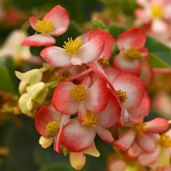 Begonia 'Hula Red White Bicolor'