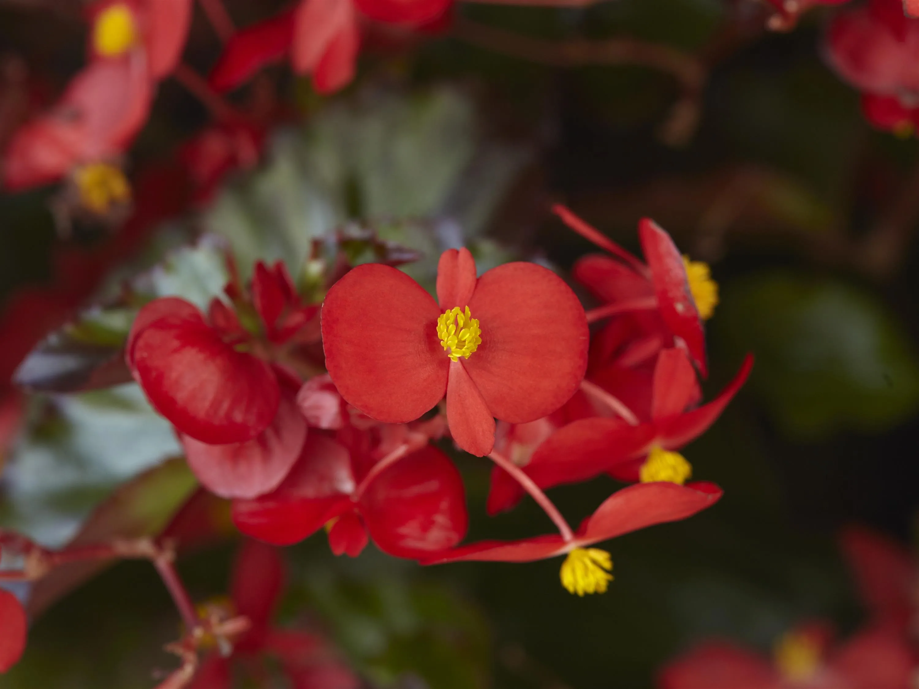 Begonia 'Hula Red'