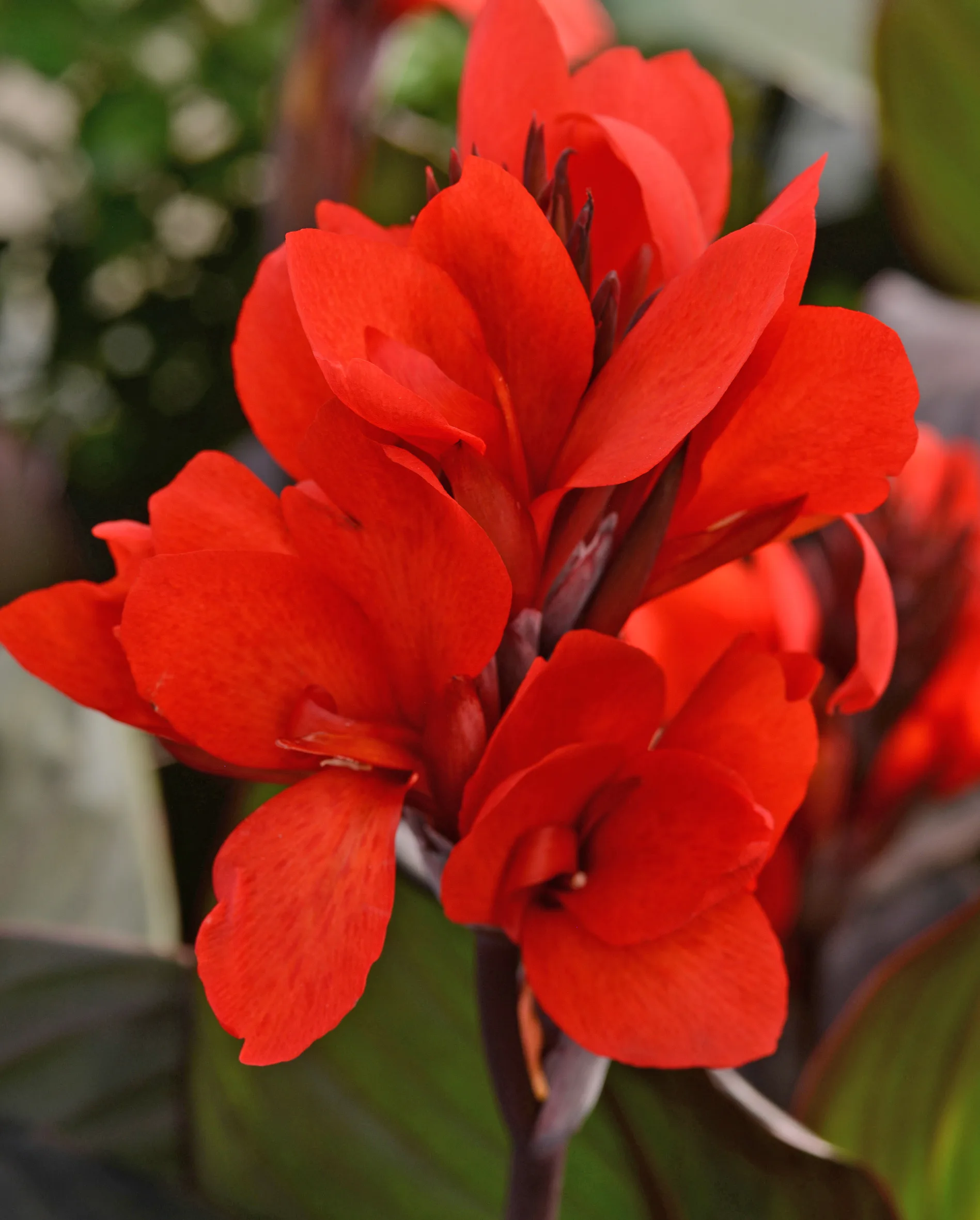 Canna 'Cannova Bronze Scarlet'