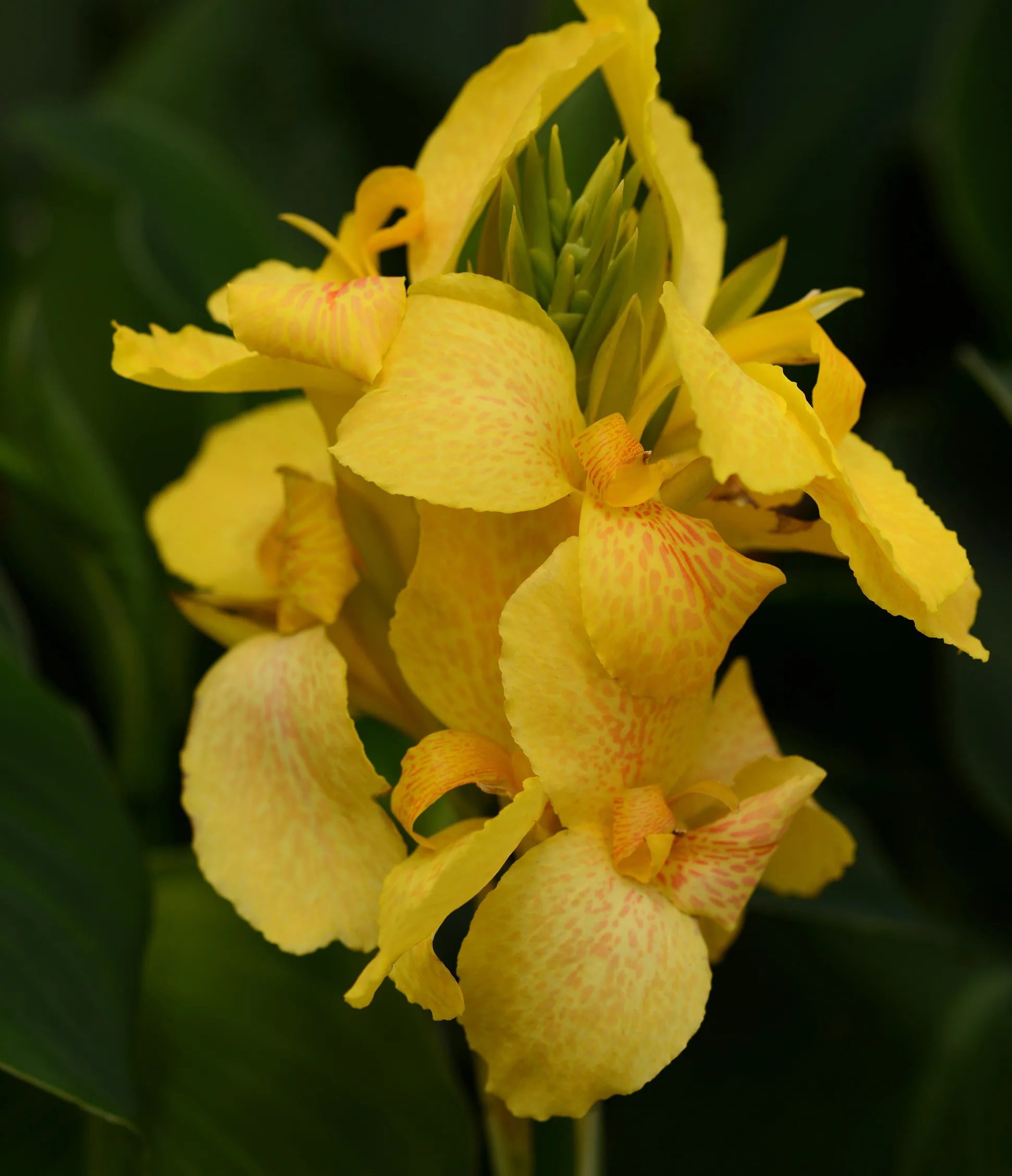Canna 'Cannova Gold Leopard'