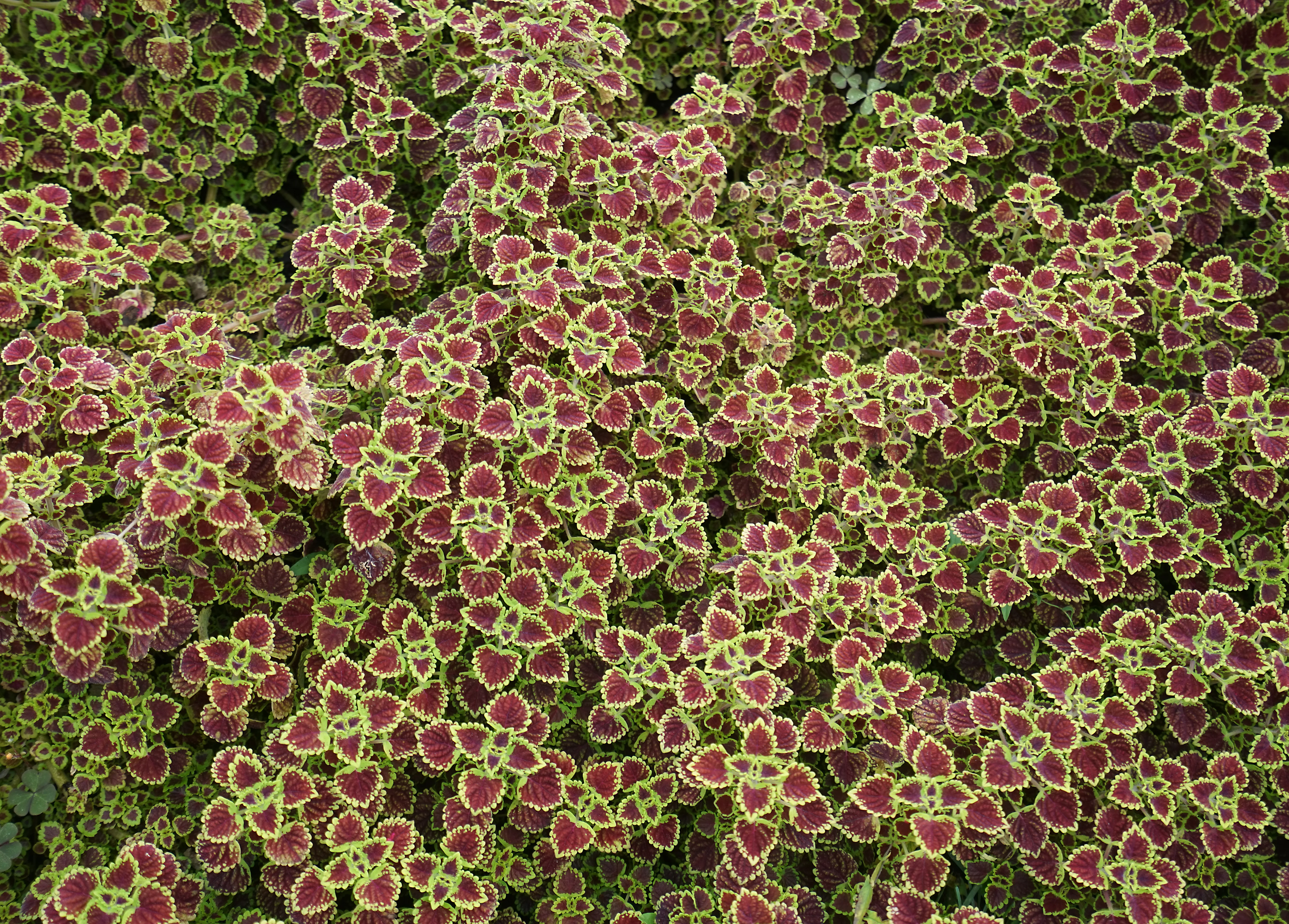 Coleus 'Burgundy Wedding Train'