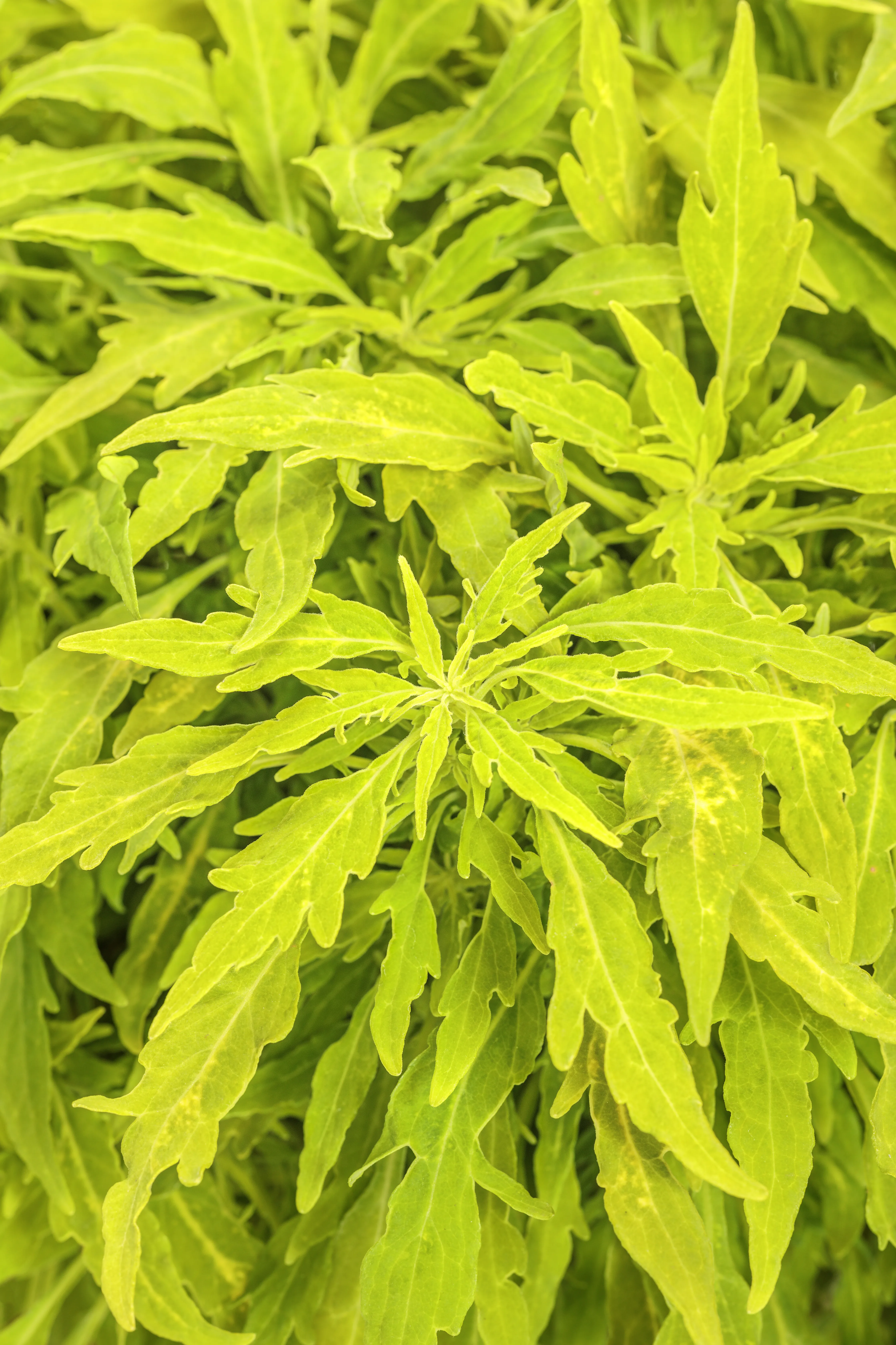 Coleus 'Colorblaze Mini Me Chartreuse'