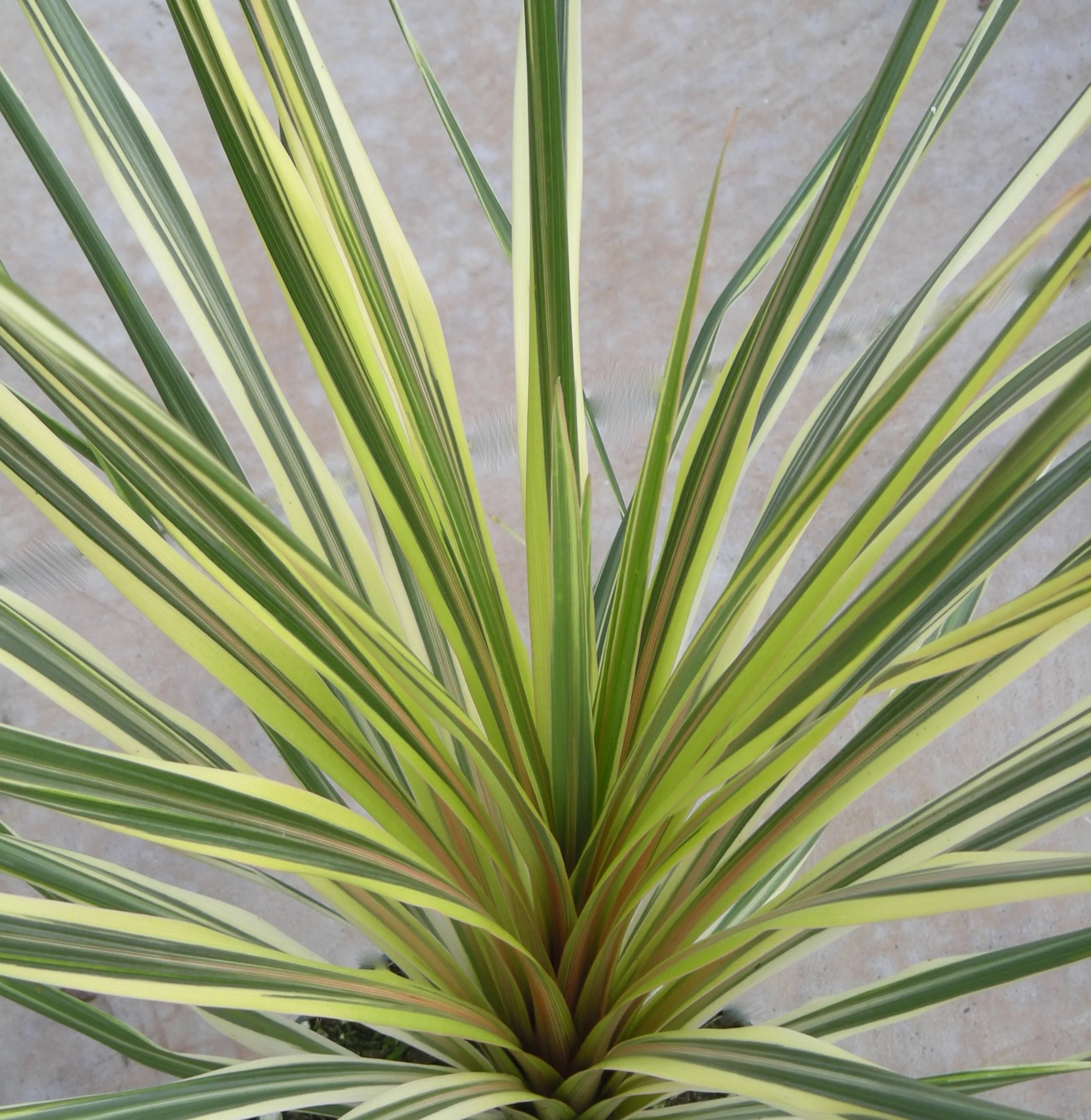Cordyline 'Torbay Dazzler'