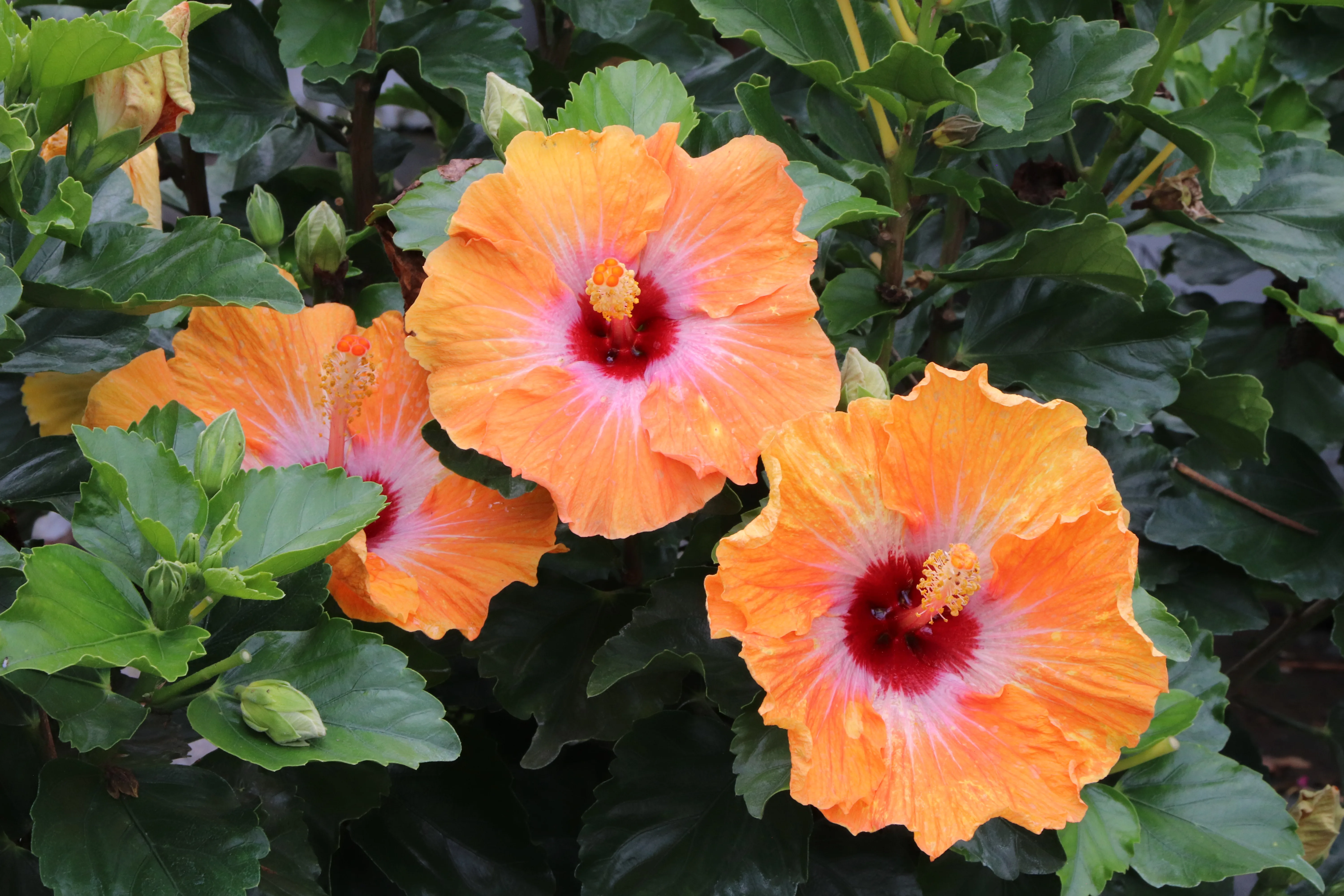 Hibiscus 'Hollywood Heart Throb'