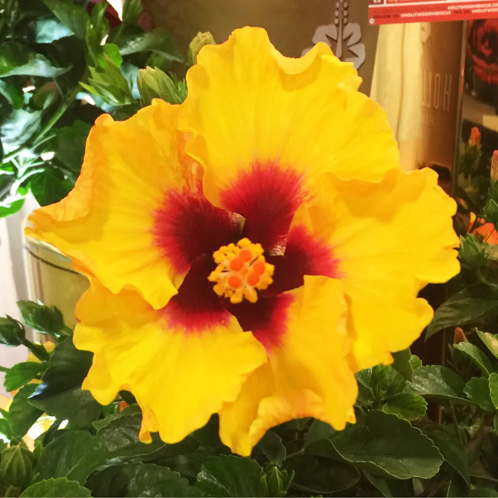 Hibiscus 'Hollywood Rico Suave'