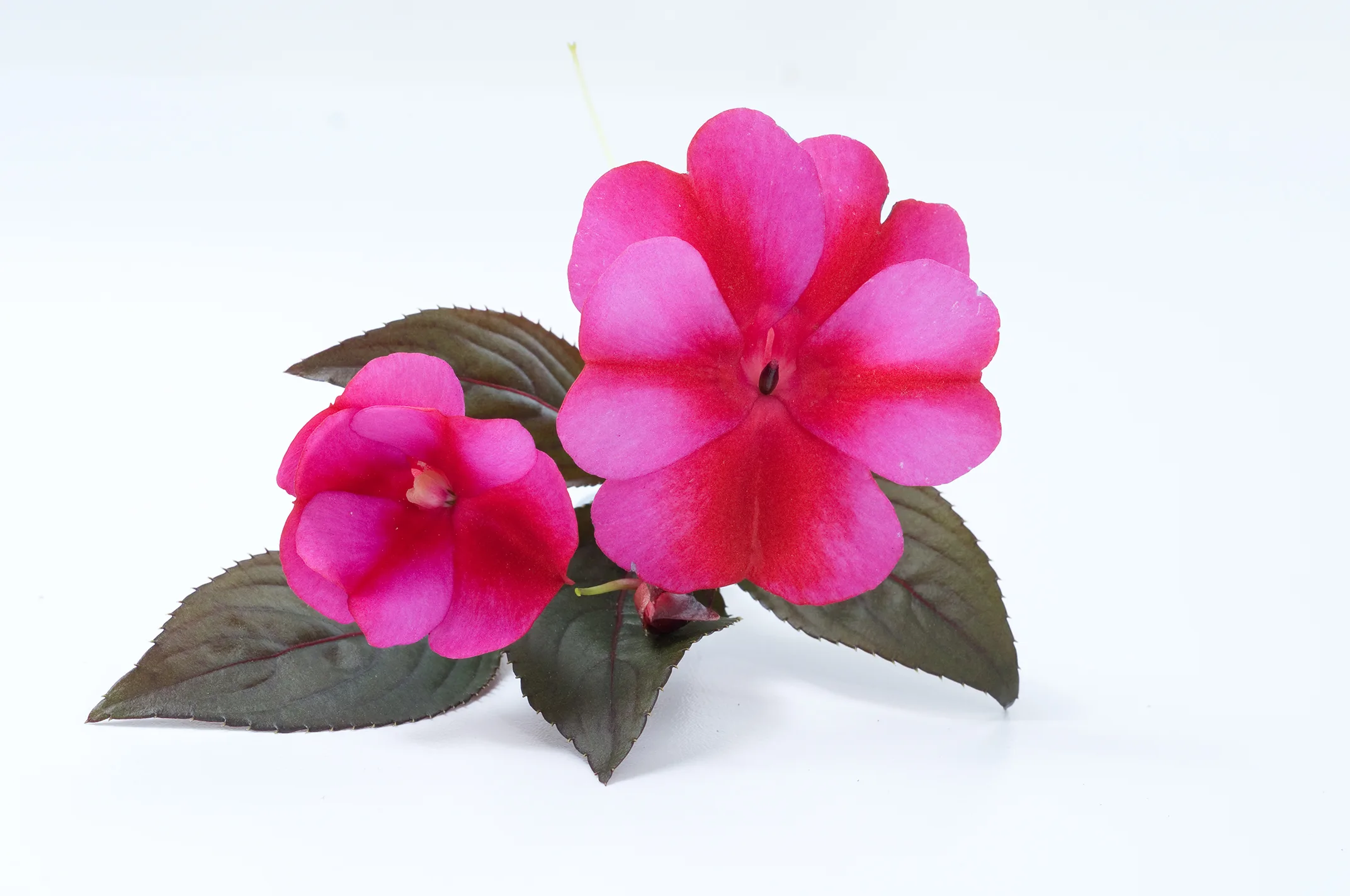Impatiens 'Harmony Fuchsia Cream'