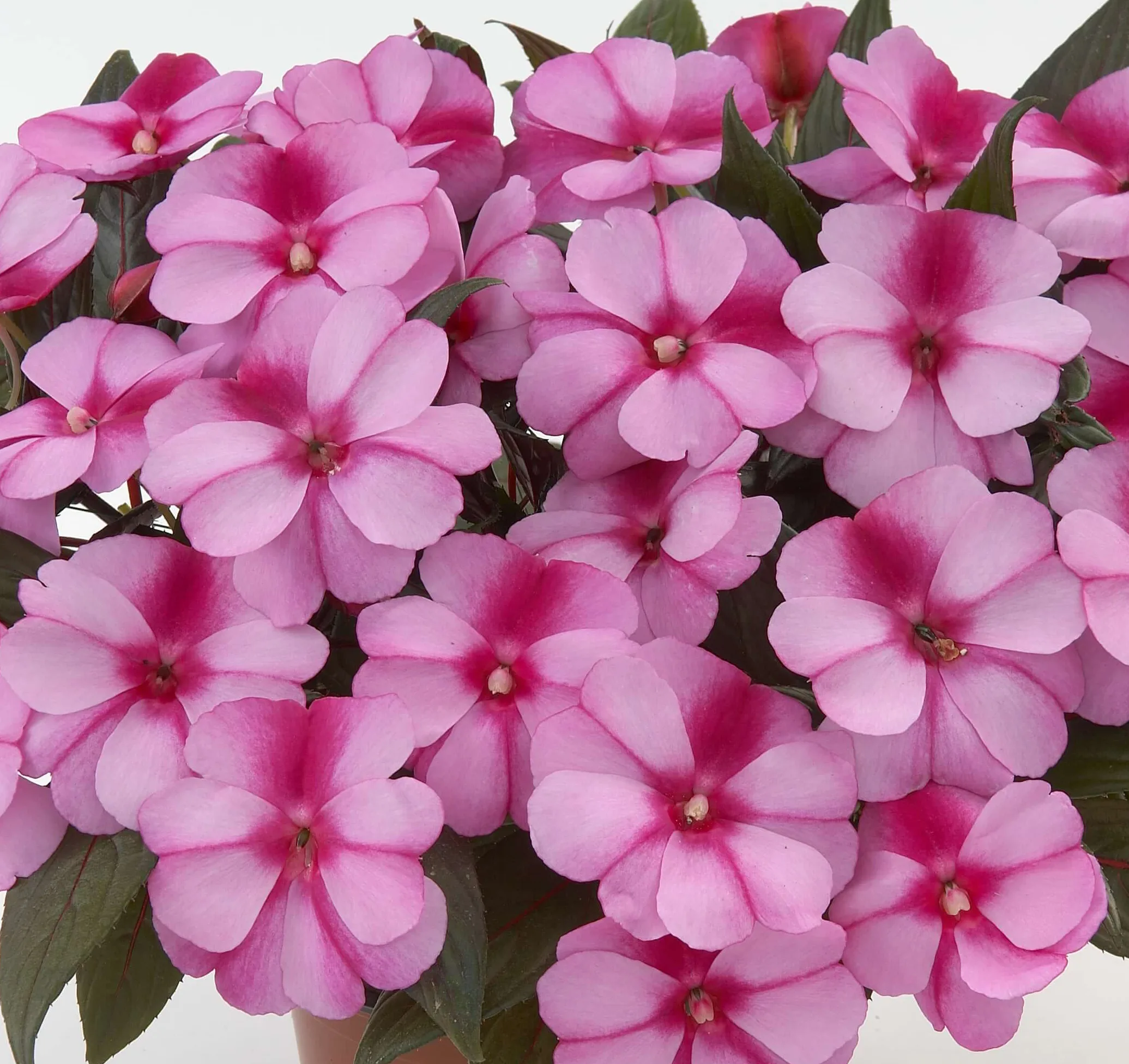 Impatiens 'Harmony Purple Cream'