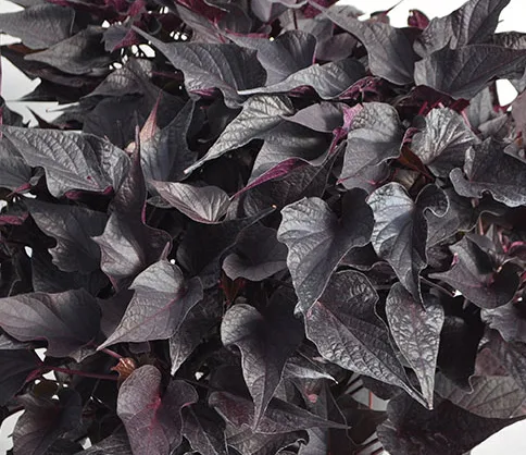 Ipomoea 'Sweet Georgia Black Maple'