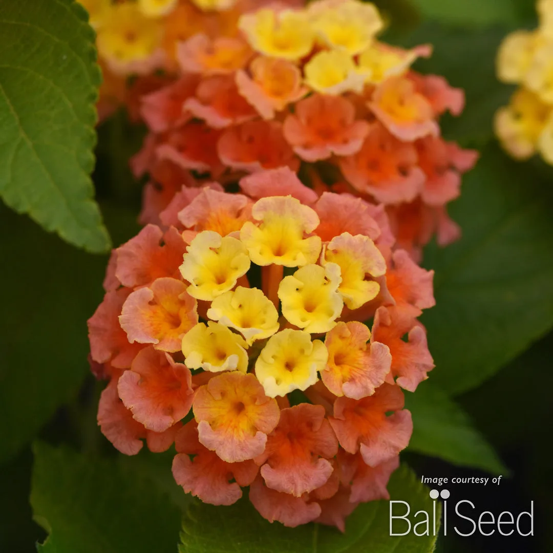 Lantana 'Bandolista Mango'