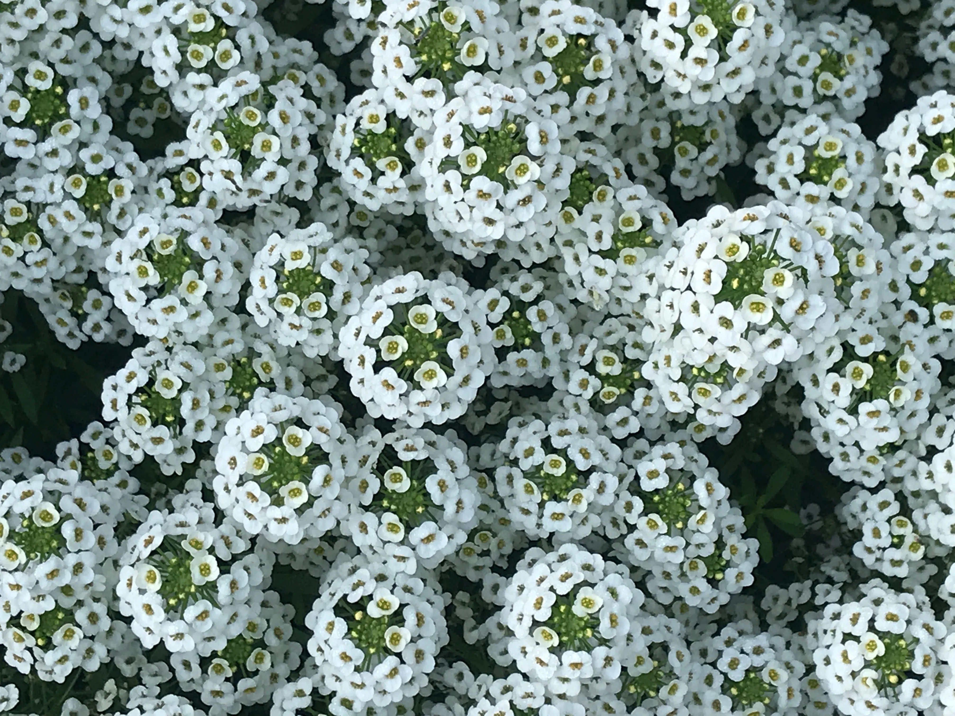 Lobularia 'White Stream'