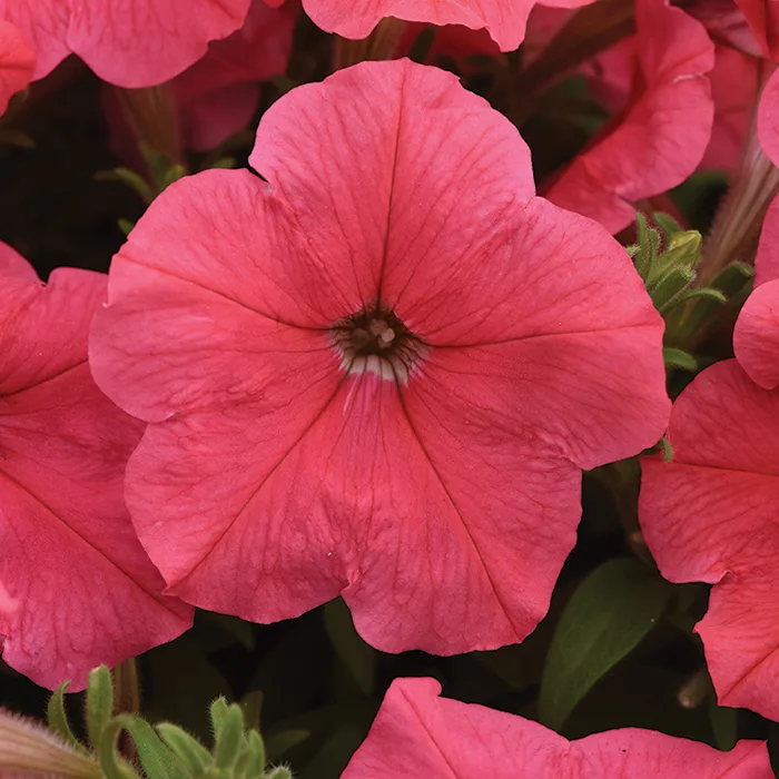 Petunia E3 'Easywave Coral'