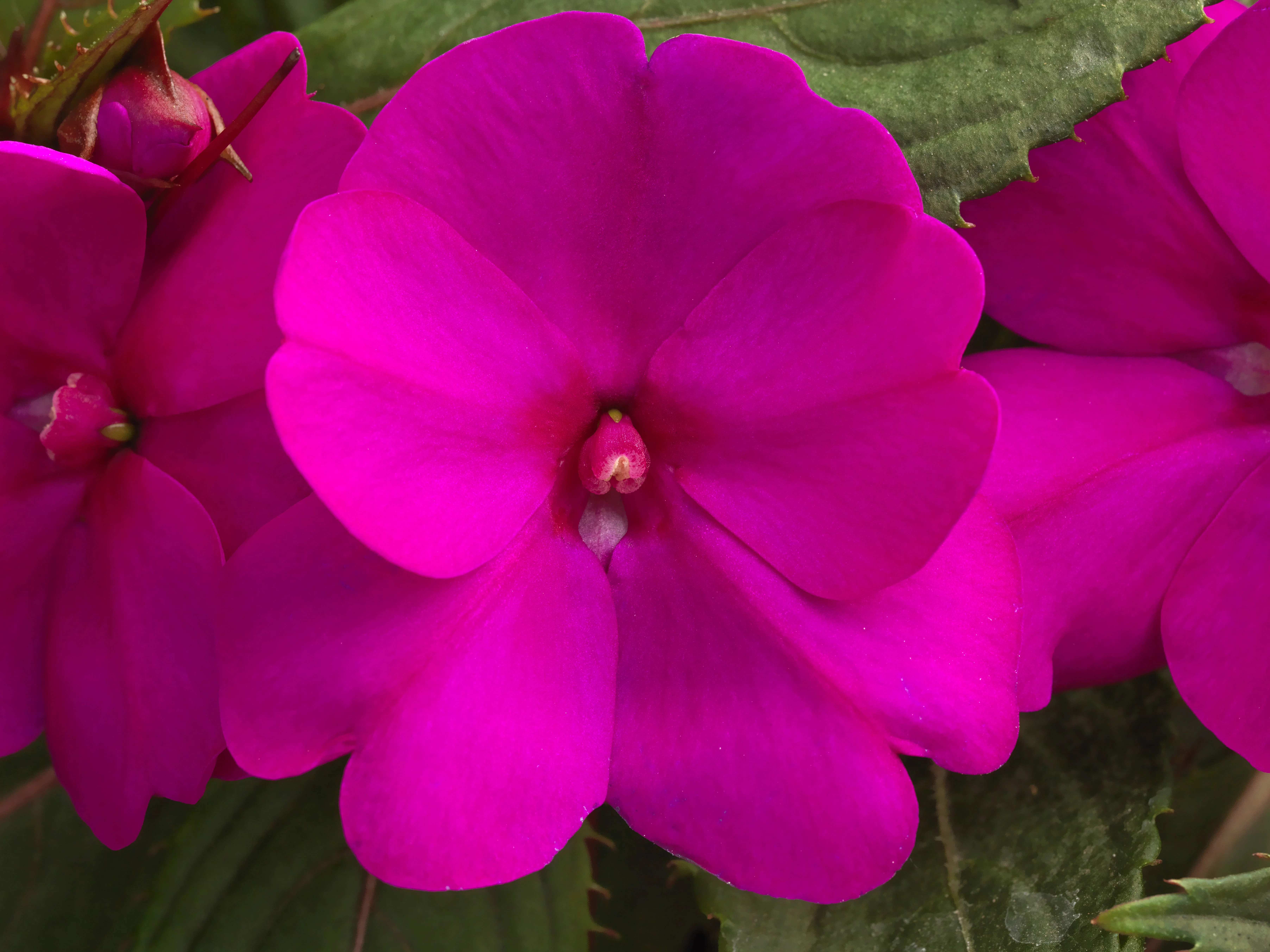 SunPatiens 'Compact Purple'