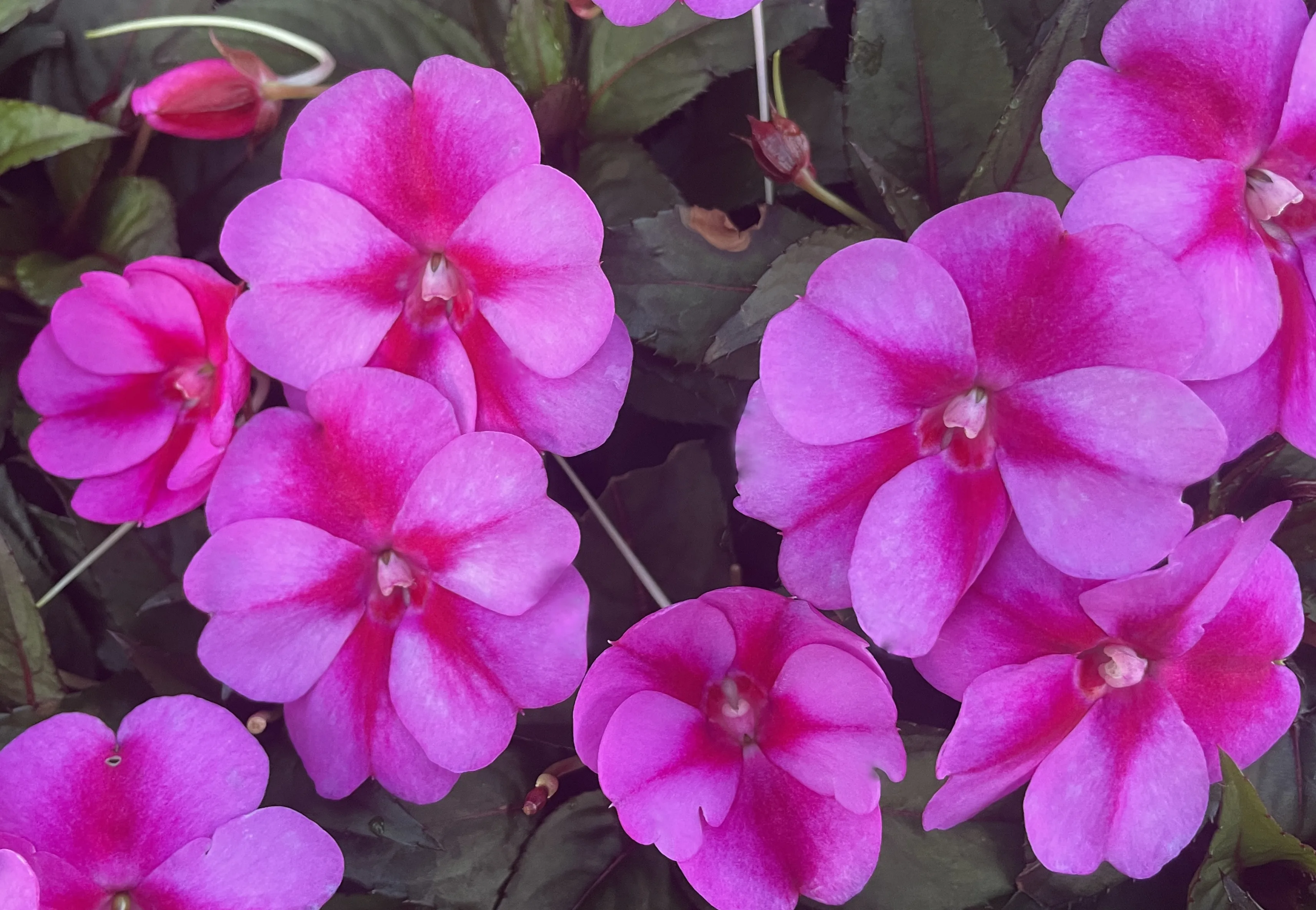 SunPatiens 'Compact Purple Candy'