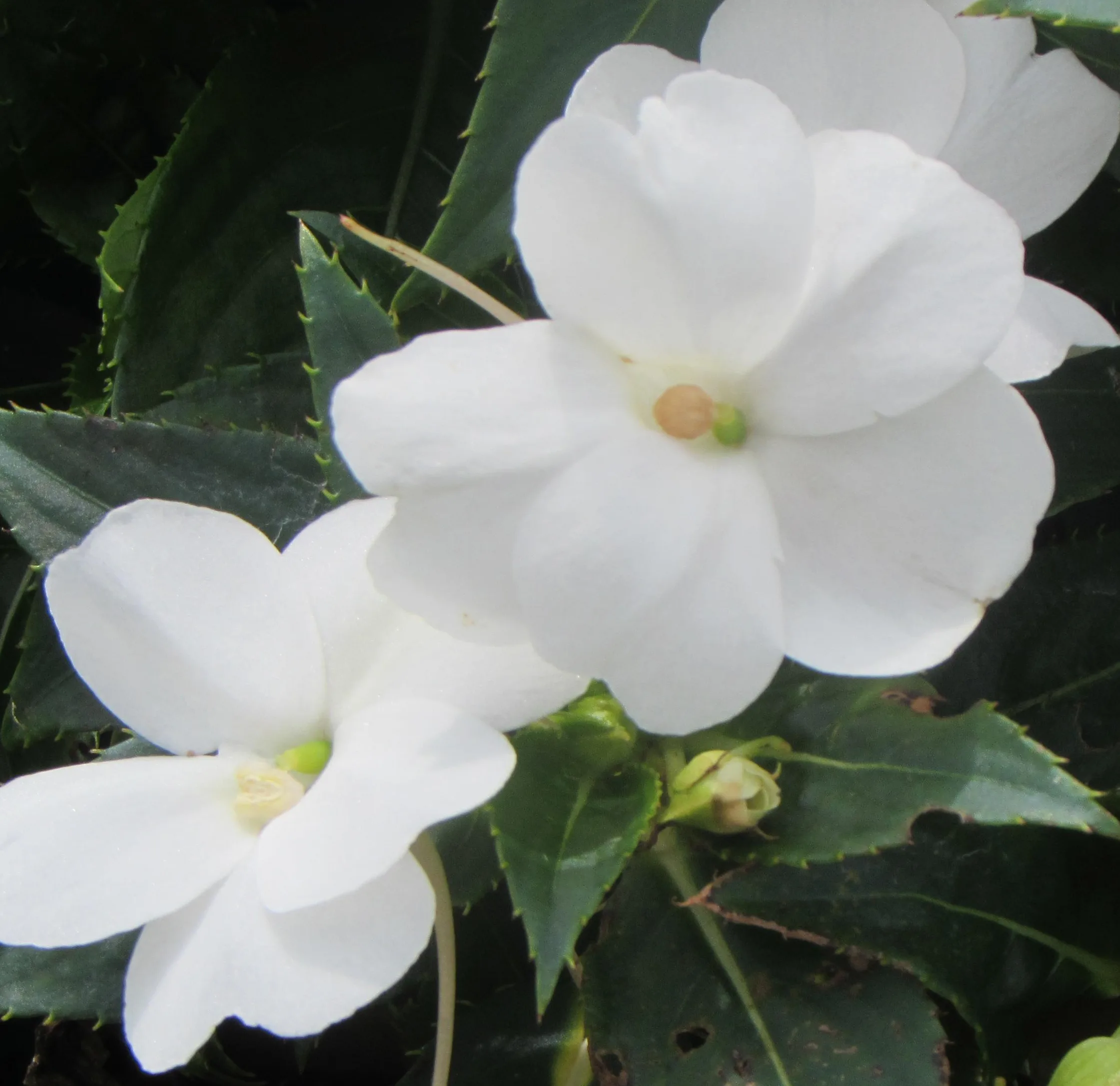 SunPatiens 'Compact White'
