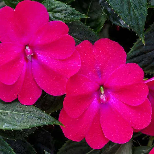 Sunpatiens 'Compact Magenta'