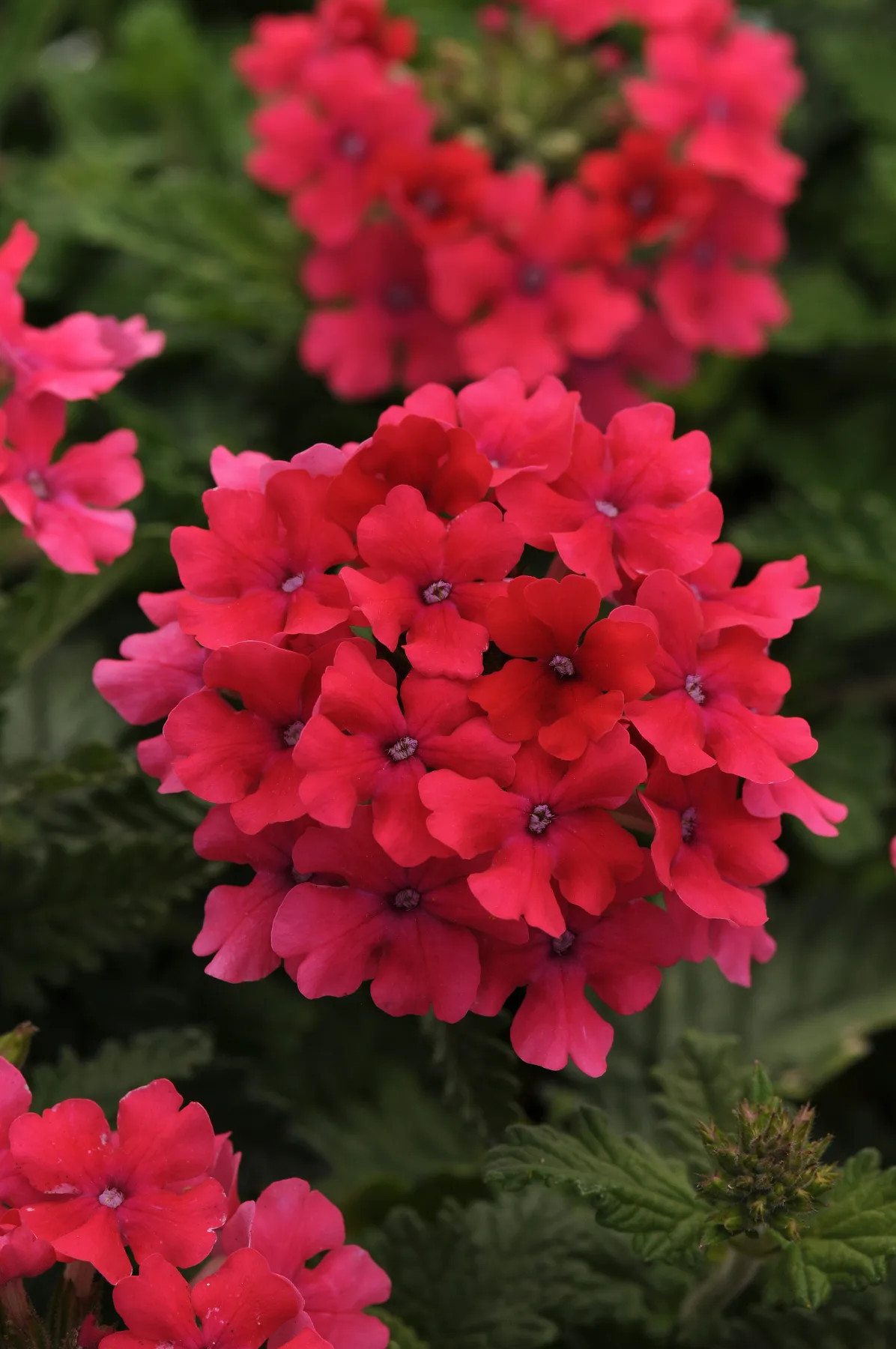 Verbena 'Endurascape Hot Pink'