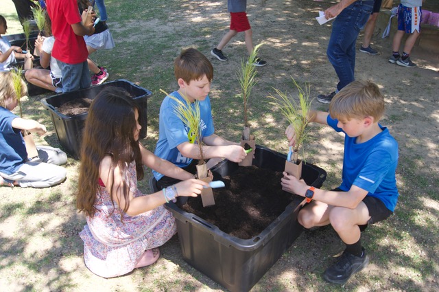 A trio of third graders plant saplings as part of the TICCIT program.